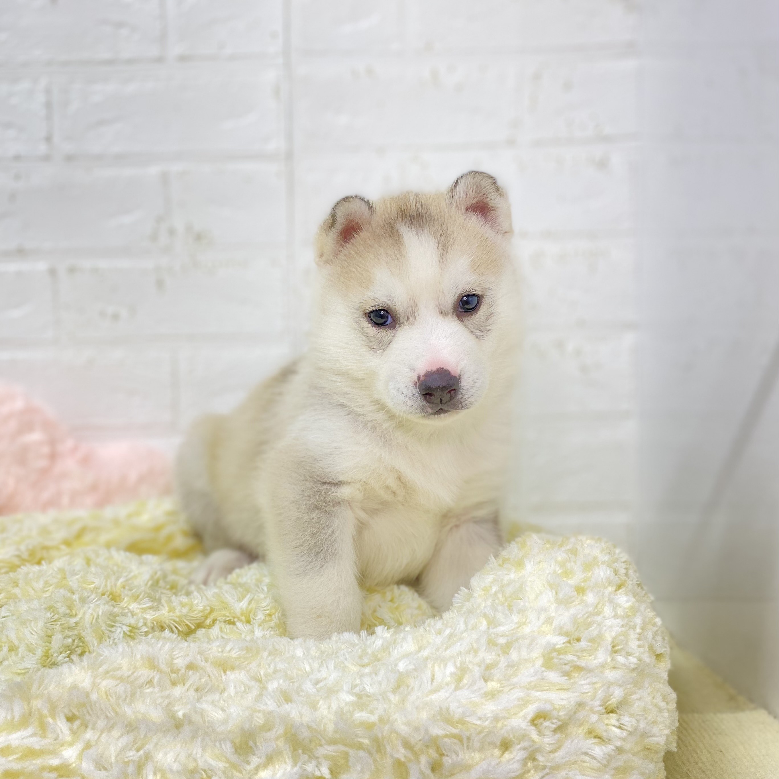 💗NEW FACE💗 | ペットショップ 犬の家&猫の里 | 子犬だけでなく子猫の